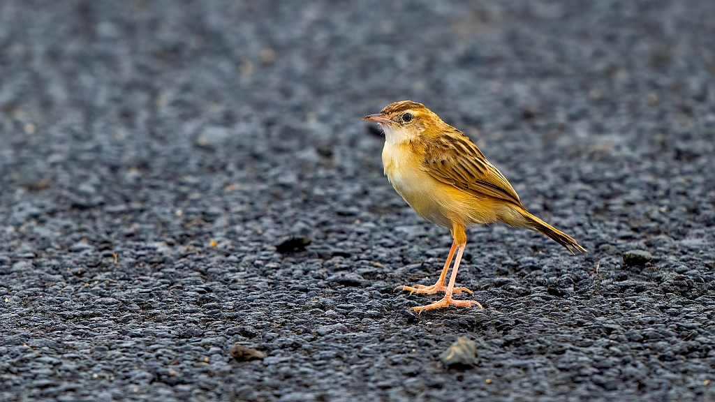 Zitting Cisticola